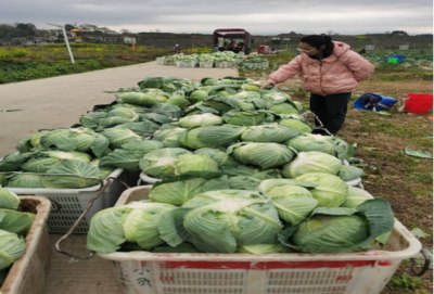 食用農(nóng)產(chǎn)品零售市場新觀察 品質(zhì)、渠道與消費趨勢的嬗變